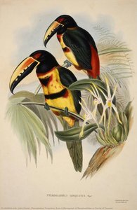 Pteroglossus Torquatus, Aus Einer Monografie Der Ramphastidae Oder Familie Der Tukane — John Gould