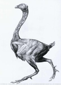 Study Of A Fowl, Lateral View, With Skin And Underlying Fascial Layers Removed, From 'a Comparative Anatomical Exposition Of The Structure Of The Human Body With That Of A Tiger And A Common Fowl' — George Stubbs
