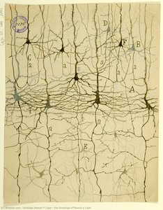The Drawings Of Ramón Y Cajal — Santiago Ramón Y Cajal