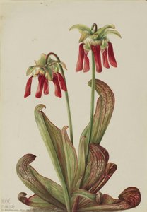 Parrot Pitcherplant (sarracenia Psittacina) — Mary Vaux Walcott