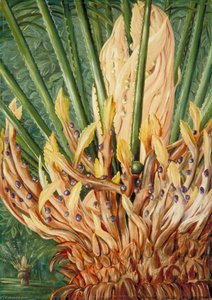 A Cycad In Fruit In Mr Hill's Garden, Verulam, Natal — Marianne North