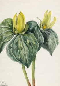 Whippoorwill Flower (trillium Hugeri) — Mary Morris Vaux Walcott