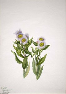 Fleabane (erigeron Macranthus) — Mary Morris Vaux Walcott