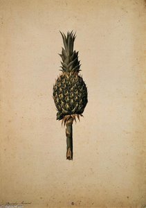 Pineapple (bromelia Ananas) — Jacopo Ligozzi