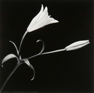 Lily With Bud — Robert Mapplethorpe