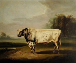 A Prize Grey Shorthorn Bull By A Pond — William Henry Davis