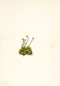 Tufted Saxifrage (saxifraga Caespitosa) — Mary Morris Vaux Walcott