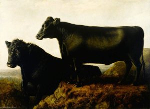 The Galloway Breed — William Shiels