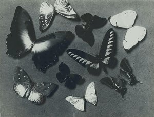 Butterflies — Man Ray