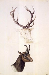 Nature Studies — Giuseppe Arcimboldo