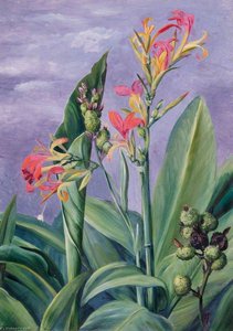 Unidentified Plants — Marianne North