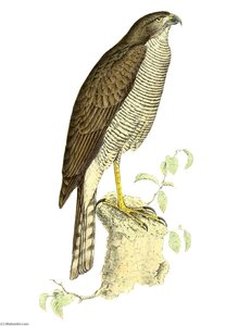 Untitled (aqtgn2) — John Gerrard Keulemans
