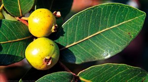 Araçá (psidium Laruotteanum) — Marcelo Kuhlmann