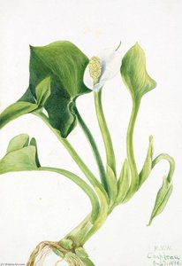 Untitled — Марі Вакс Волкотт
