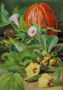 Algunas Frutas Y Verduras Utilizadas En Brasil — Marianne North