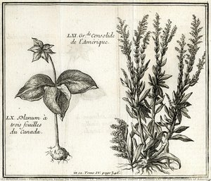 Lx. Solanum With Three Sheets Of Canada Lxi. Gr.de Consolidates Of America — Pierre François Xavier De Charlevoix