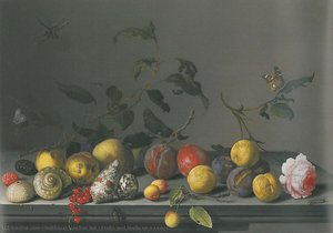 Fruits And Shells On A Ledge — Balthasar Van Der Ast