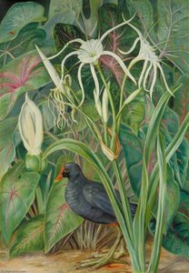 A Swamp Plant And Moorhen, Seychelles — Marianne North