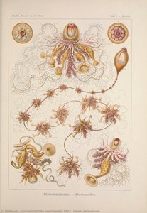 Tafel 7 - Epibulia. Siphonophorae. — Ernst Heinrich Philipp August Haeckel