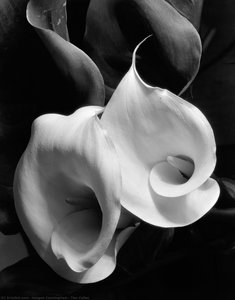 Two Callas