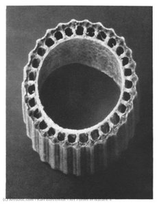 Art Forms In Nature 4 — Karl Blossfeldt