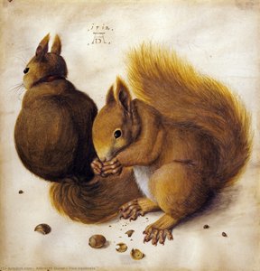 Deux Écureuils — Albrecht Dürer