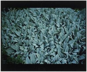 Lambs Ears (for Parkett No. 57) — Nan Goldin