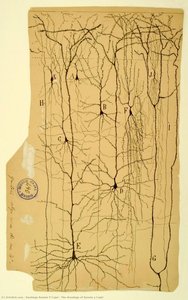 The Drawings Of Ramón Y Cajal — Santiago Ramón Y Cajal