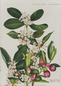 Acokanthera Oppositifolia (lam) Codd - Apocynaceae — Friederike Victoria Adamson