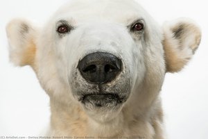Dermoplastic Of The Polar Bear — Detlev Matzke, Robert Stein, Carola Radke
