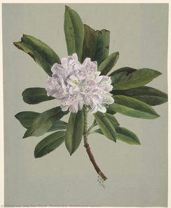 Rhododendron (rhododendron Maximum) — Mary Vaux Walcott