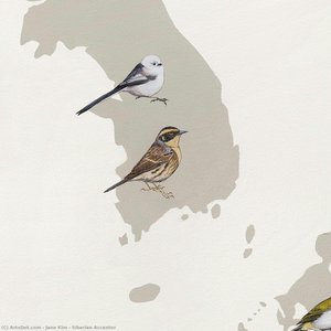 Siberian Accentor — Jane Kim