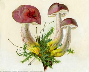 Leccinum Chromapes — Timothy John Williamson