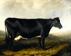 The Fifeshire Breed (also Known As The Fife Horned Cow Or Falkland Breed) — William Shiels