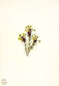 Ugler Eddomarksblomst (orthocarpus Erianthus) — Mary Vaux Walcott