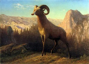 Ein Bergschaf Der Rocky Mountains, Ovis, Montana — Albert Bierstadt