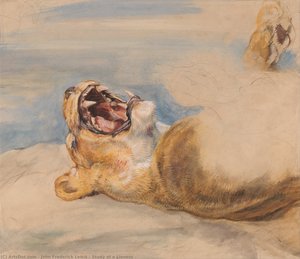 Study Of A Lioness — John Frederick Lewis