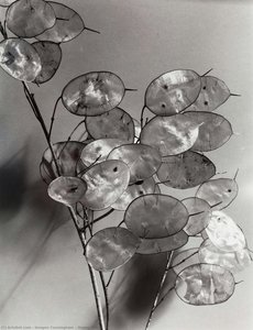 Peněžitková Rostlina — Imogen Cunningham