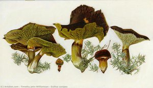 Suillus Cavipes — Timothy John Williamson
