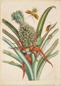 Plate 1 From Dissertation In Insect Generations And Metamorphosis In Surinam — Maria Sybilla Merian