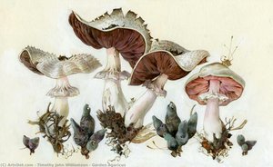 Garden Agaricus — Timothy John Williamson