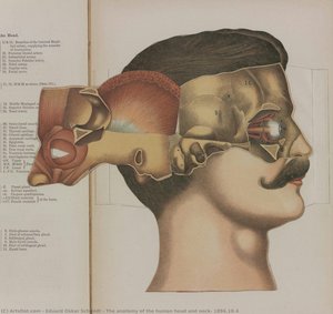 The Anatomy Of The Human Head And Neck, 1896.10.4 — Eduard Oskar Schmidt
