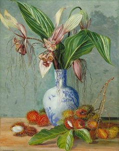 Flowers Of Tacca And Bristly Fruit Of The Rambutan — Marianne North