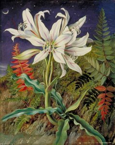 Giglio Notturno E Felci, Giamaica — Marianne North
