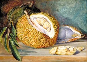 Durian Fruit De Un Árbol Grande, Sarawak, Borneo — Marianne North