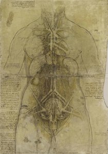 The Cardiovascular System And Principal Organs Of A Woman — Leonardo Da Vinci