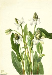 Yerba Mansa (anemopsis Californica) — Mary Morris Vaux Walcott