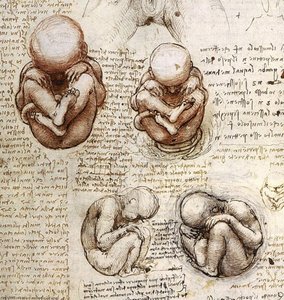 A Terhességben Lévő Magzatok Nézetei — Leonardo Da Vinci