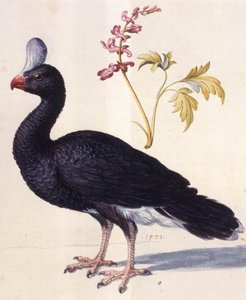 Study Of A Helmeted Curassow — Giuseppe Arcimboldo