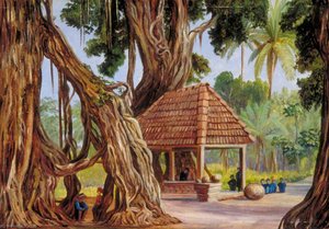 Banyan Tree At Passu Gulag Near Diocio, Java — Marianne North
